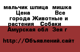 мальчик шпица (мишка) › Цена ­ 55 000 - Все города Животные и растения » Собаки   . Амурская обл.,Зея г.